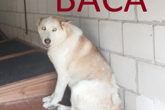 Baca, nasz wirtualny podopieczny